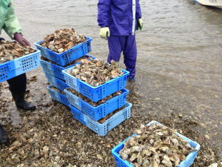 The "Amanohashidate Canal Oyster Shell Cleanup Project!" was held.